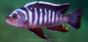 Cynotilapia zebroides 'Mphanga Rocks'